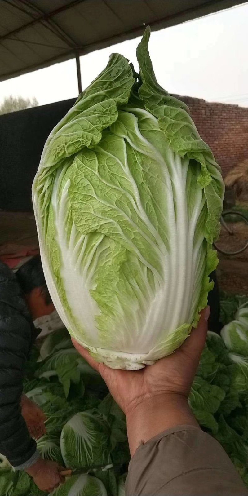 【力荐】陆地黄心白菜聊城白菜黄心白菜持续供应