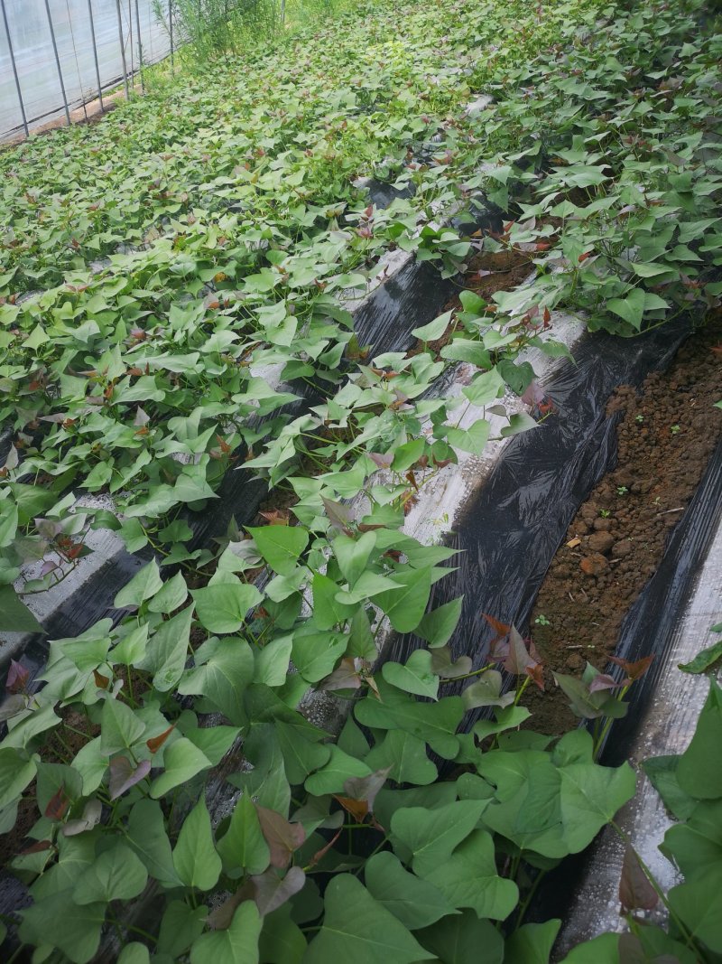 西瓜红薯苗，烟25红薯苗，龙九红薯苗