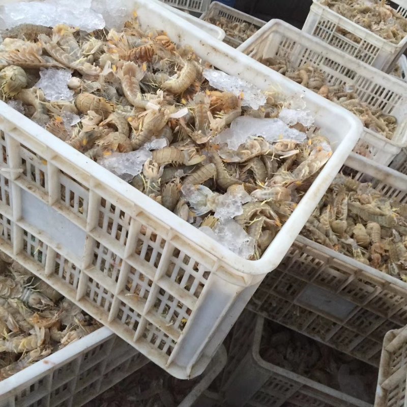 熟冻皮皮虾肉～爬虾肉，虾虎肉虾爬肉支持一件代