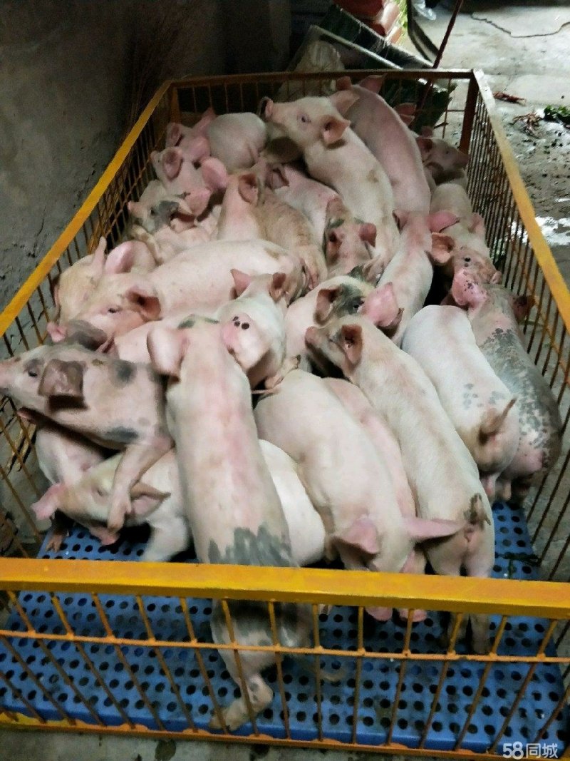 本场出售内三元仔猪，专业人员封闭饲养管理猪场，防疫到位！