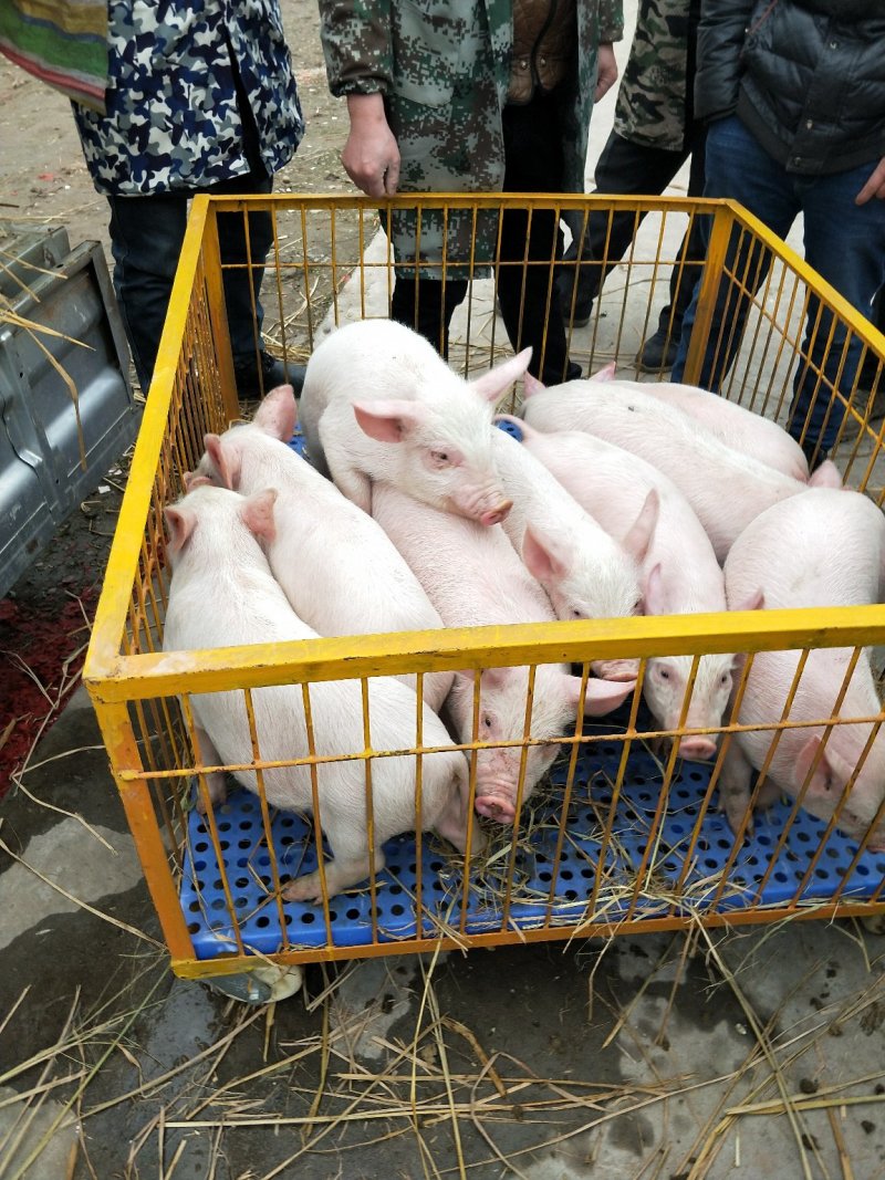 本场出售内三元仔猪，专业人员封闭饲养管理猪场，防疫到位！
