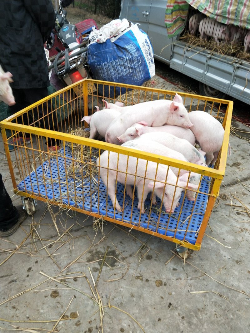 本场出售内三元仔猪，专业人员封闭饲养管理猪场，防疫到位！