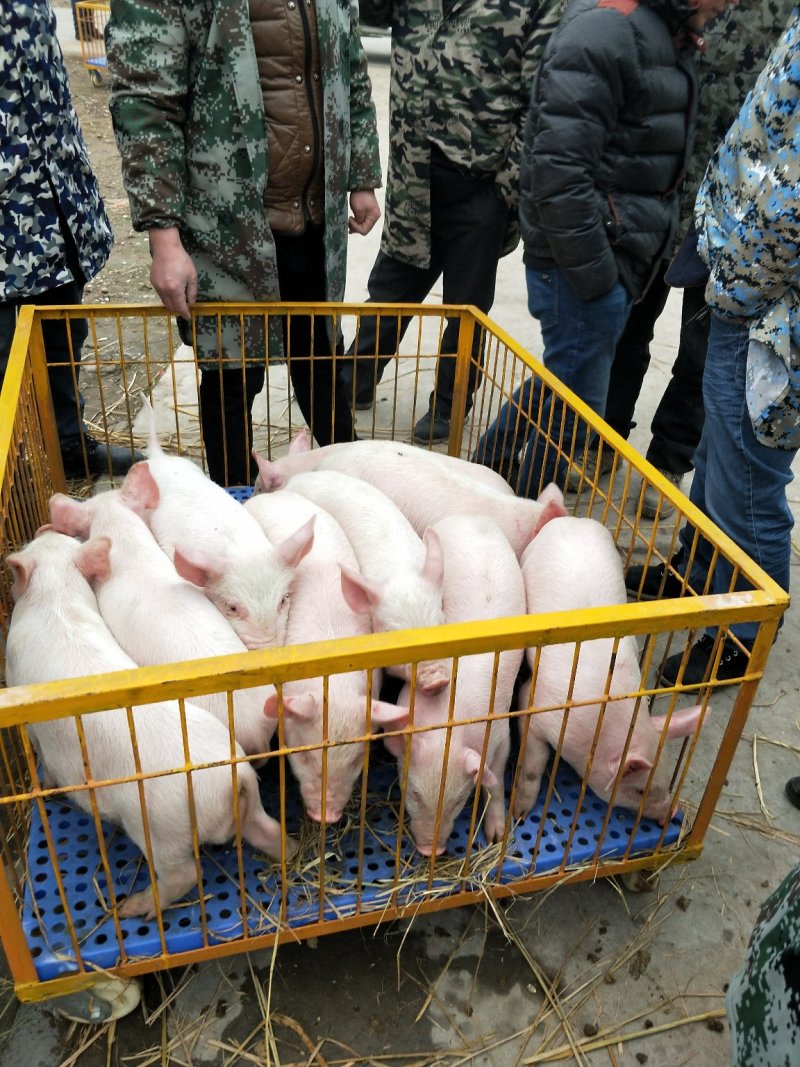 本场出售内三元仔猪，专业人员封闭饲养管理猪场，防疫到位！