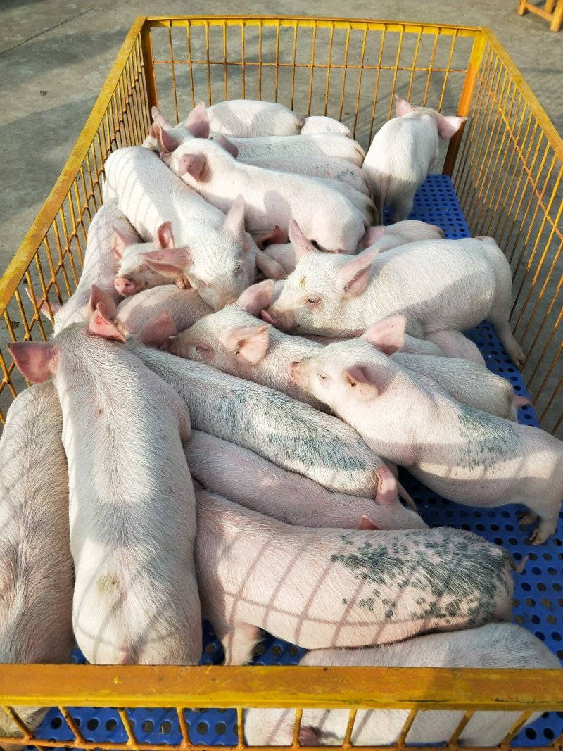 本场出售内三元仔猪，专业人员封闭饲养管理猪场，防疫到位！