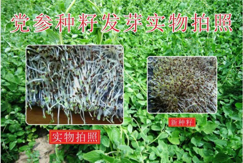 甘肃党参种子发芽率高纯新党参种子颗粒饱满干净产地批发