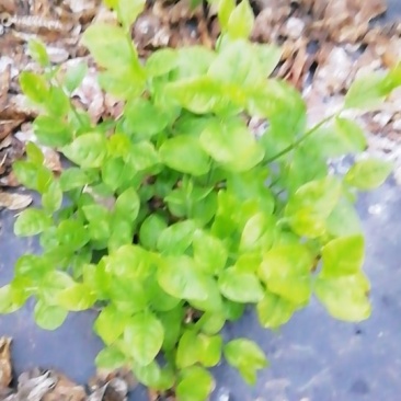 苿莉花盆栽苗大量上市