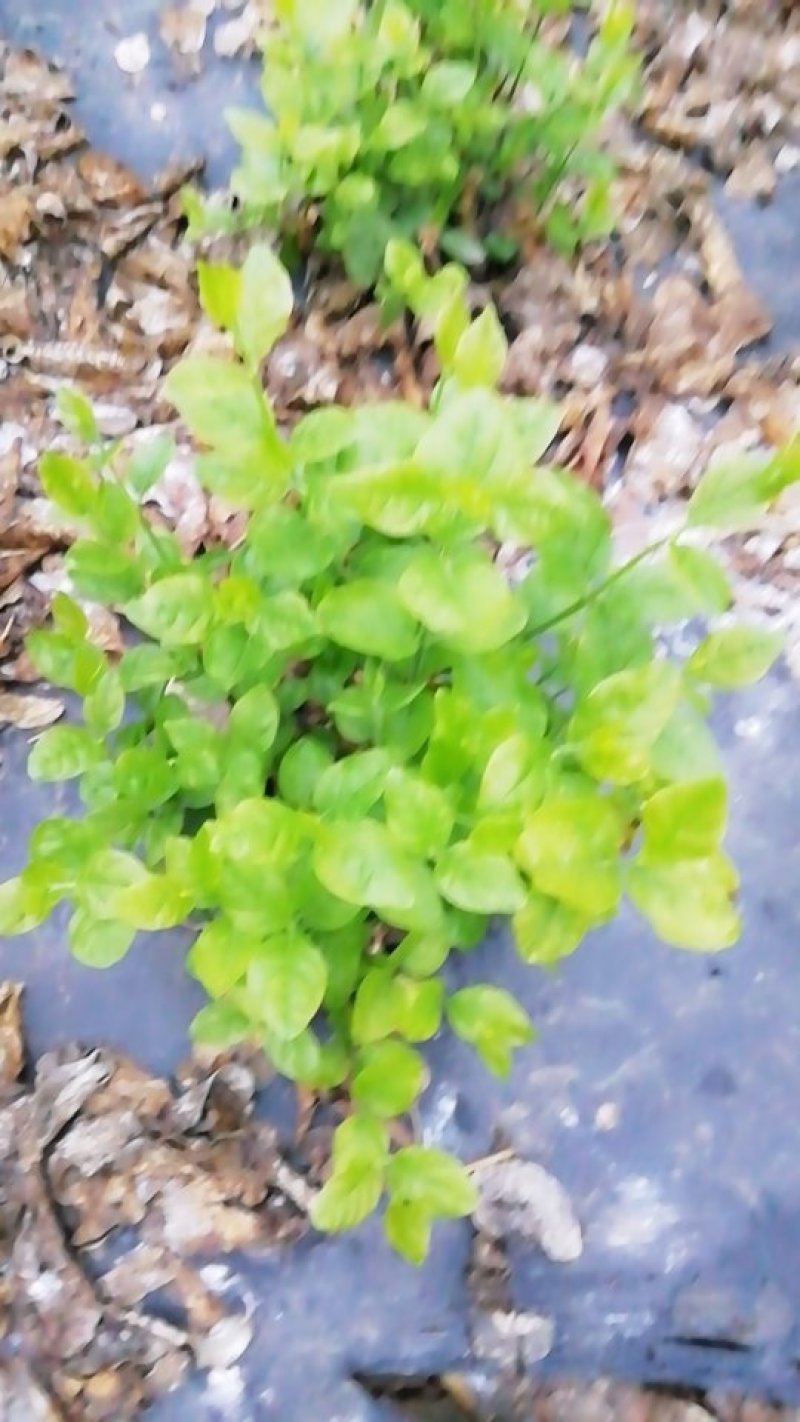 苿莉花盆栽苗大量上市