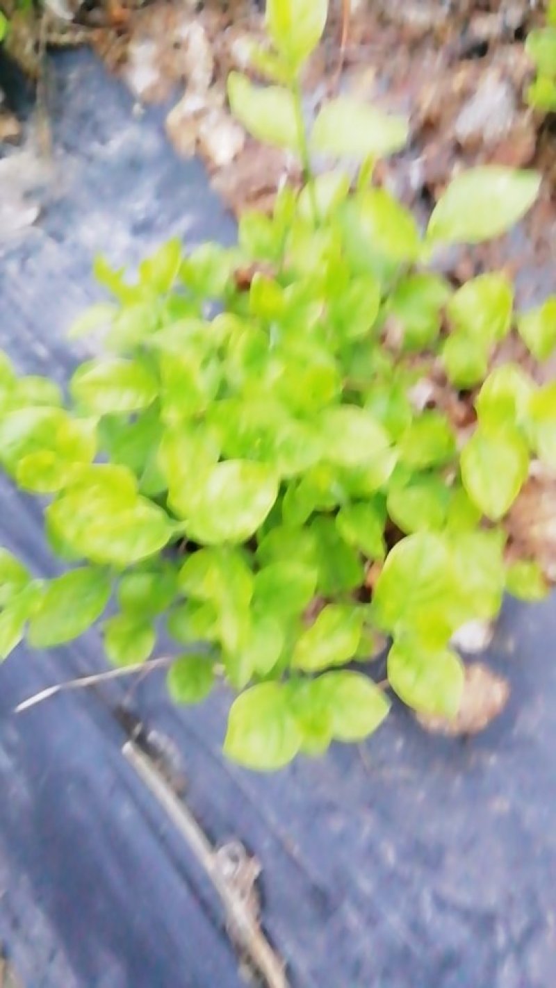 苿莉花盆栽苗大量上市