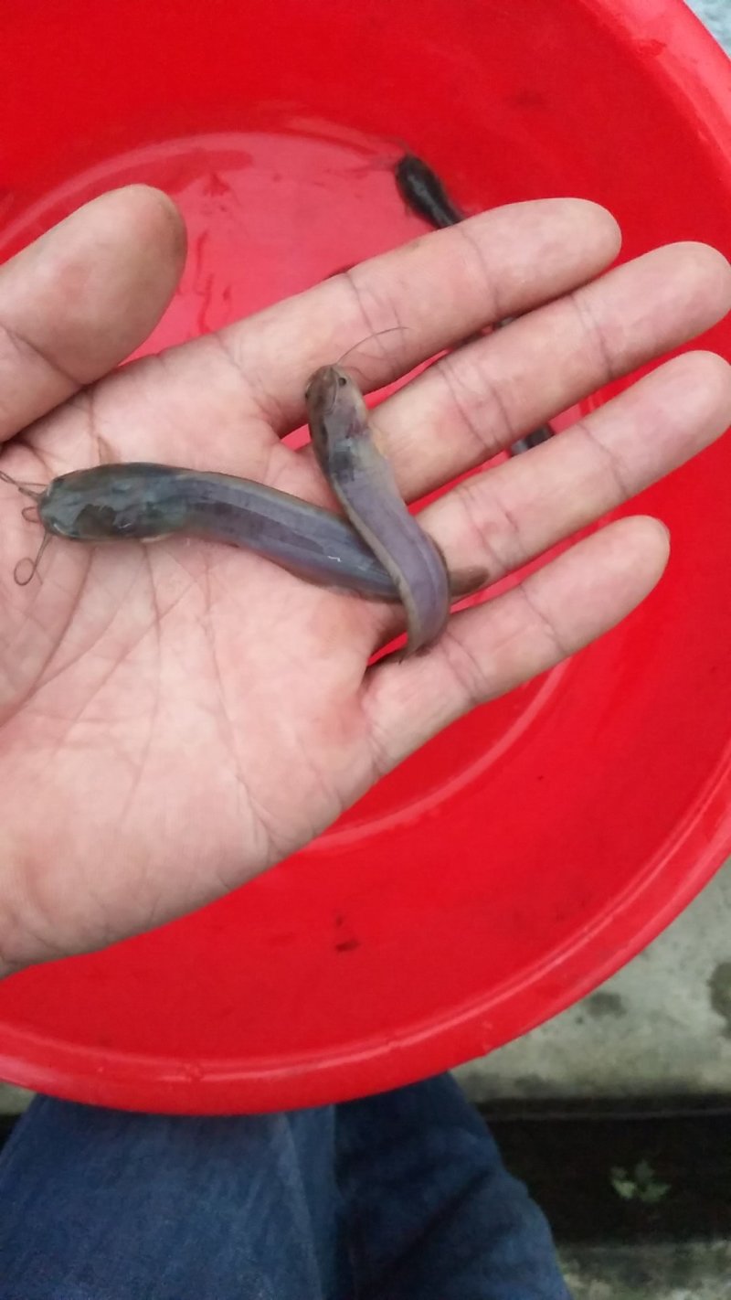 本地塘虱胡子鲶
