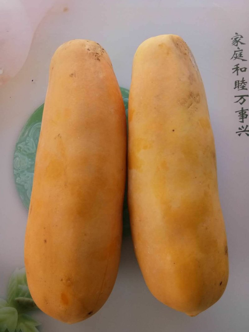 泰国金木瓜苗