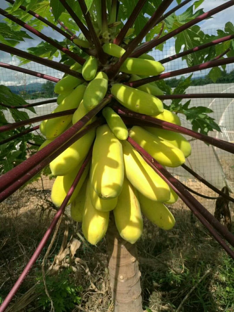 泰国金木瓜苗