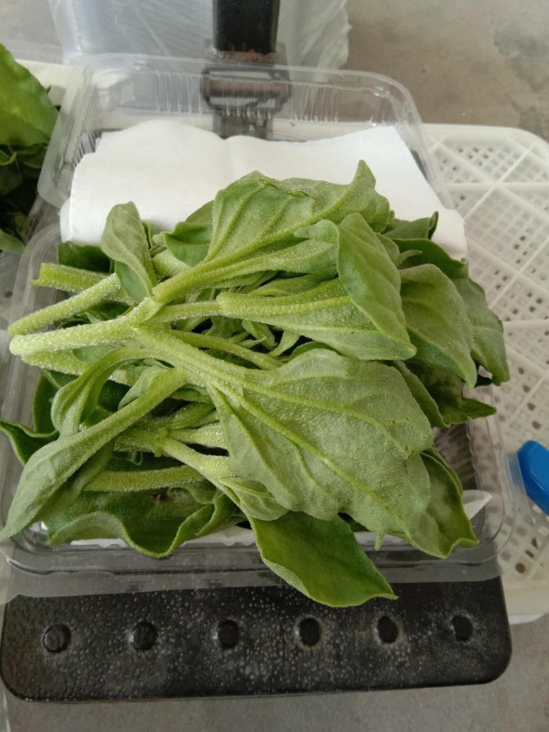 冰草蔬菜之乡特产，全国全网配送