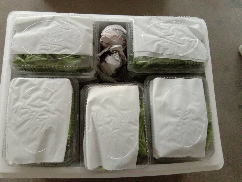 冰草蔬菜之乡特产，全国全网配送