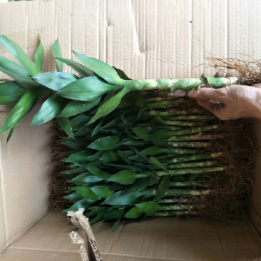 观音竹富贵竹荷花竹