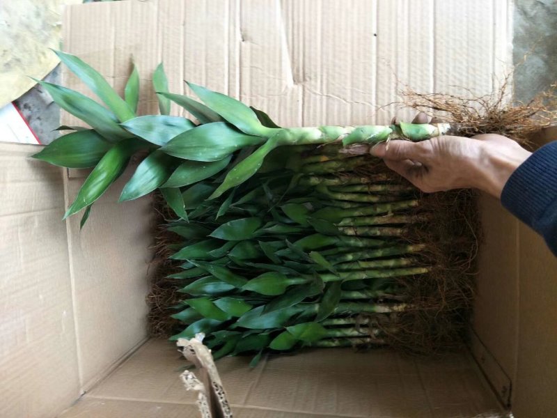 观音竹富贵竹荷花竹