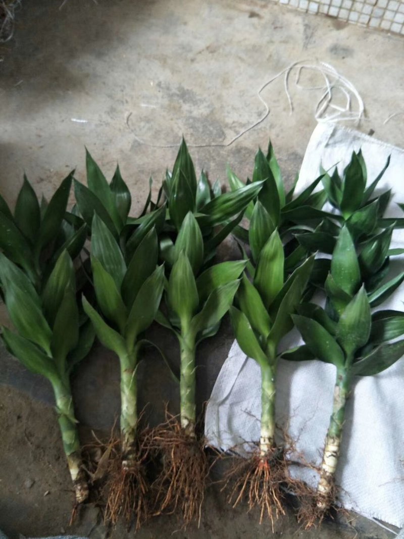 观音竹富贵竹荷花竹