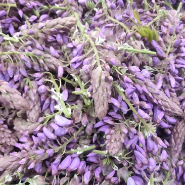 葛花