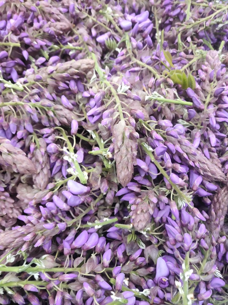 葛花