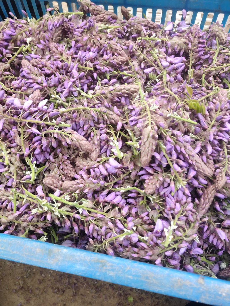 葛花
