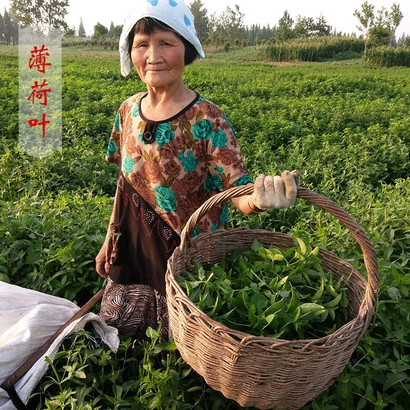薄荷叶茶中药材薄荷大货含量优自产自销一手货源