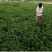 薄荷叶茶中药材薄荷大货含量优自产自销一手货源