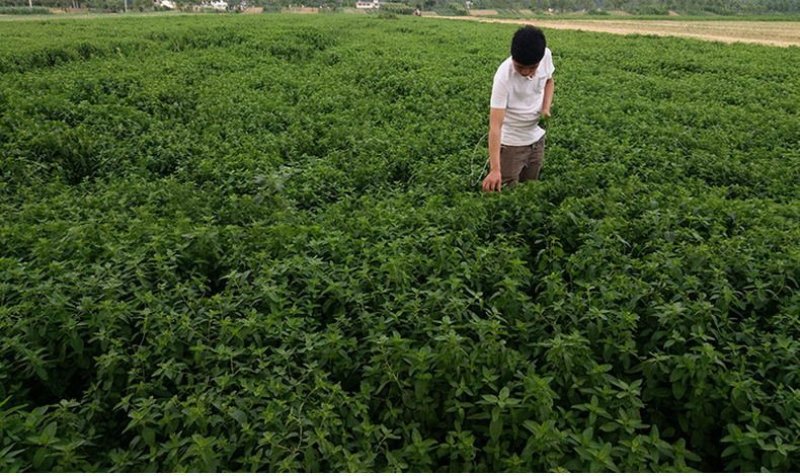 薄荷叶茶中药材薄荷大货含量优自产自销一手货源