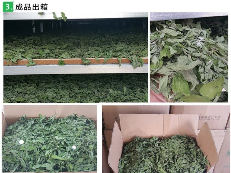 薄荷叶茶中药材薄荷大货含量优自产自销一手货源