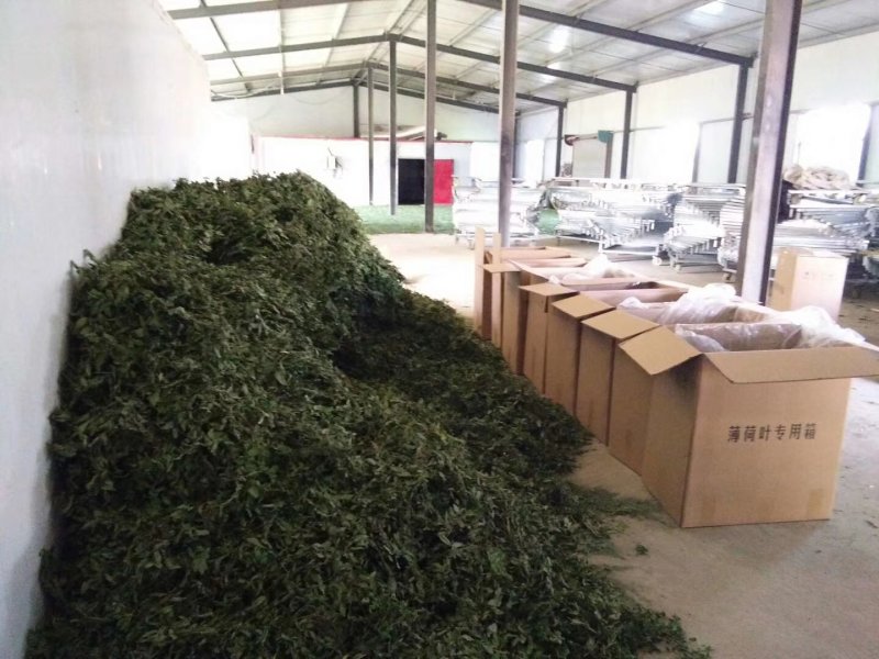 薄荷叶茶中药材薄荷大货含量优自产自销一手货源