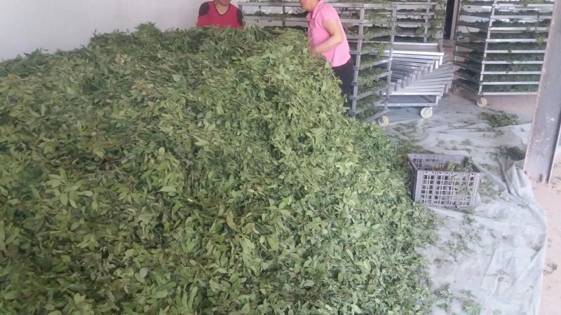 薄荷叶茶中药材薄荷大货含量优自产自销一手货源