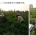 薄荷叶茶中药材薄荷大货含量优自产自销一手货源