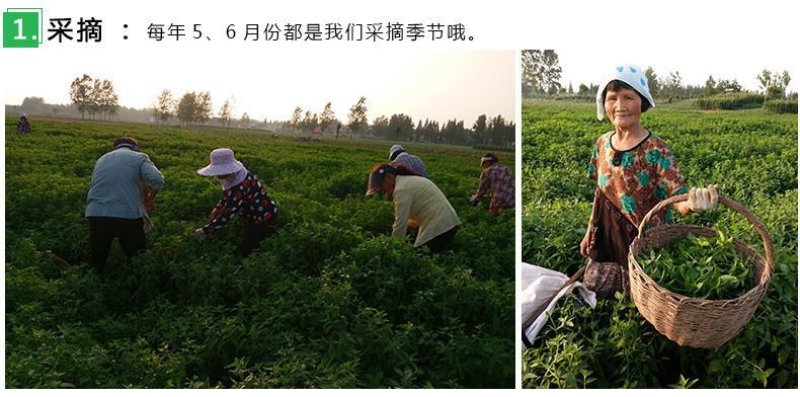 薄荷叶茶中药材薄荷大货含量优自产自销一手货源