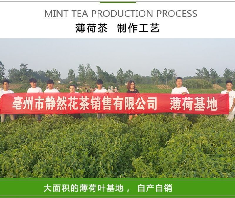 薄荷叶茶中药材薄荷大货含量优自产自销一手货源