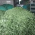 薄荷叶茶中药材薄荷大货含量优自产自销一手货源