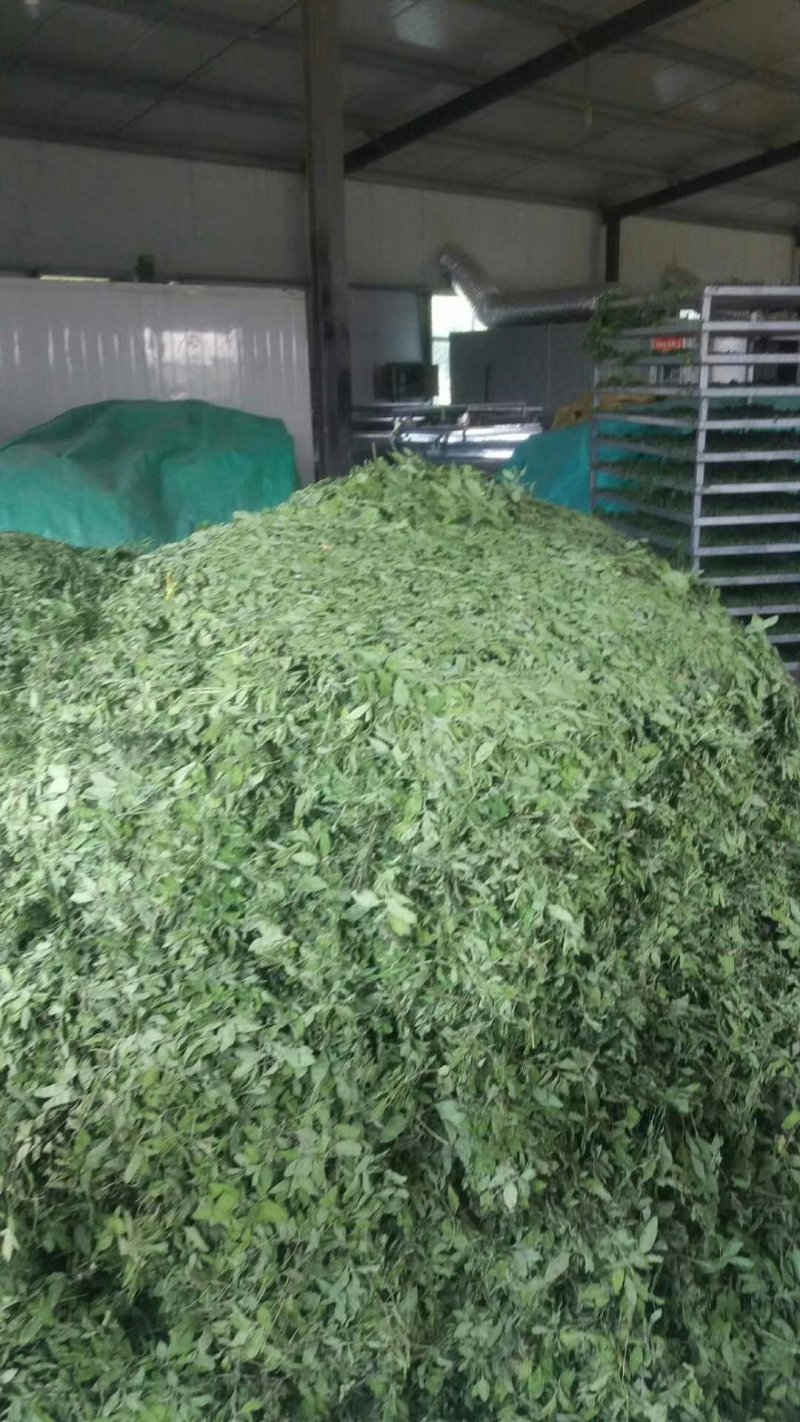 薄荷叶茶中药材薄荷大货含量优自产自销一手货源