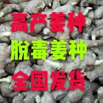 姜种批发发往全国预留催芽高产姜种质量可靠