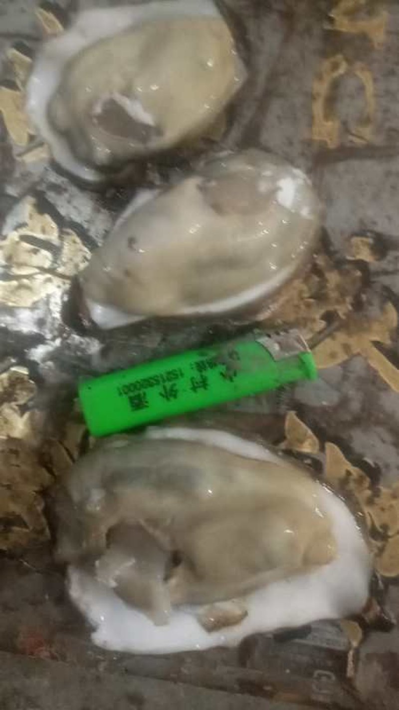乳山生蚝牡蛎新鲜带壳【2-3两产地直发质量保证，适合烧