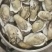 乳山生蚝牡蛎新鲜带壳【2-3两产地直发质量保证，适合烧