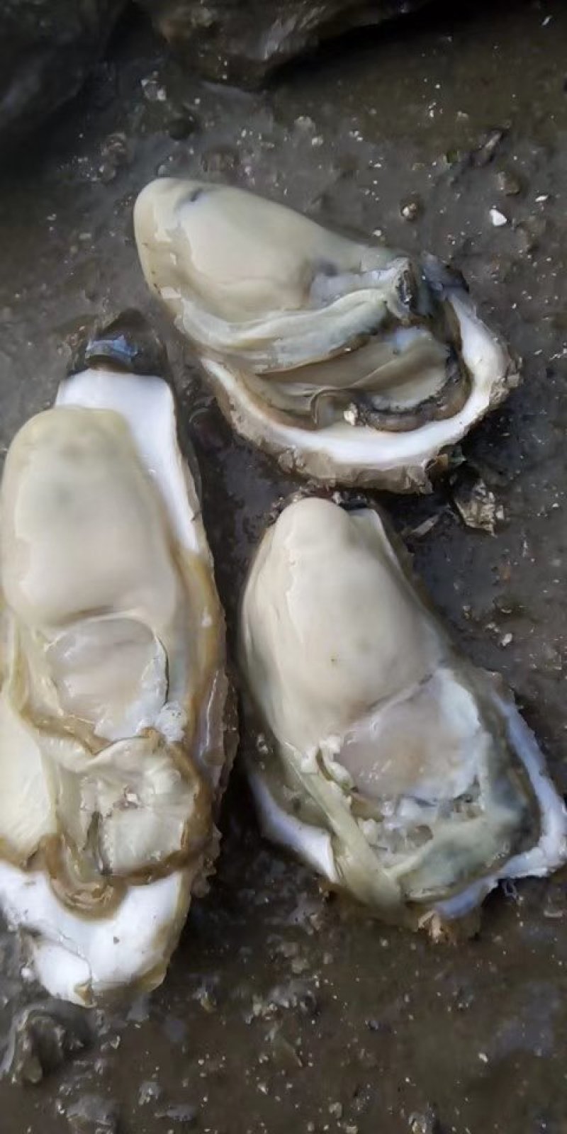 乳山生蚝牡蛎新鲜带壳【2-3两产地直发质量保证，适合烧