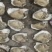 乳山生蚝牡蛎新鲜带壳【2-3两产地直发质量保证，适合烧