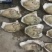 乳山生蚝牡蛎新鲜带壳【2-3两产地直发质量保证，适合烧