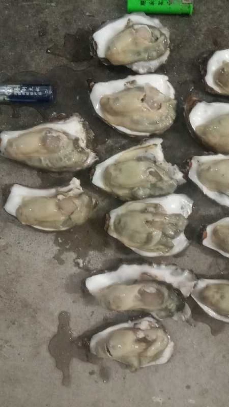 乳山生蚝牡蛎新鲜带壳【2-3两产地直发质量保证，适合烧