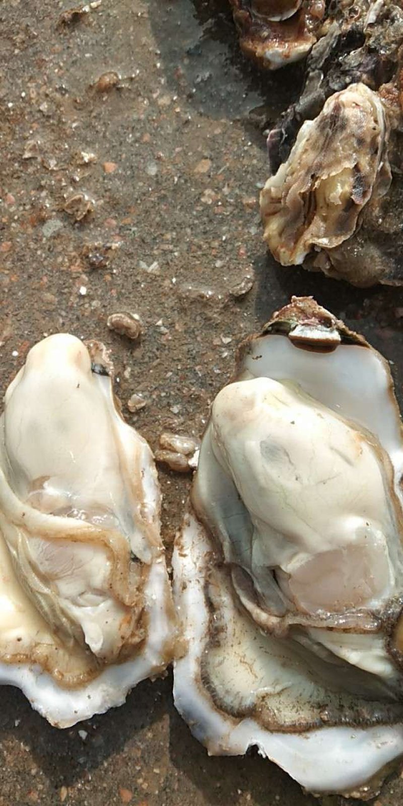 乳山生蚝牡蛎新鲜带壳【2-3两产地直发质量保证，适合烧
