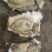 乳山生蚝牡蛎新鲜带壳【2-3两产地直发质量保证，适合烧