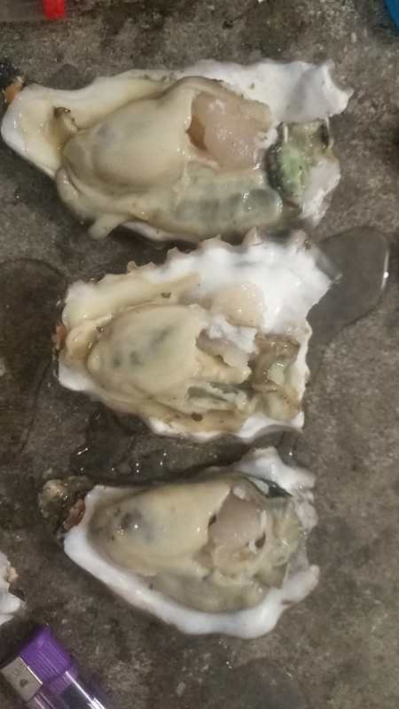 乳山生蚝牡蛎新鲜带壳【2-3两产地直发质量保证，适合烧