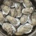 乳山生蚝牡蛎新鲜带壳【2-3两产地直发质量保证，适合烧