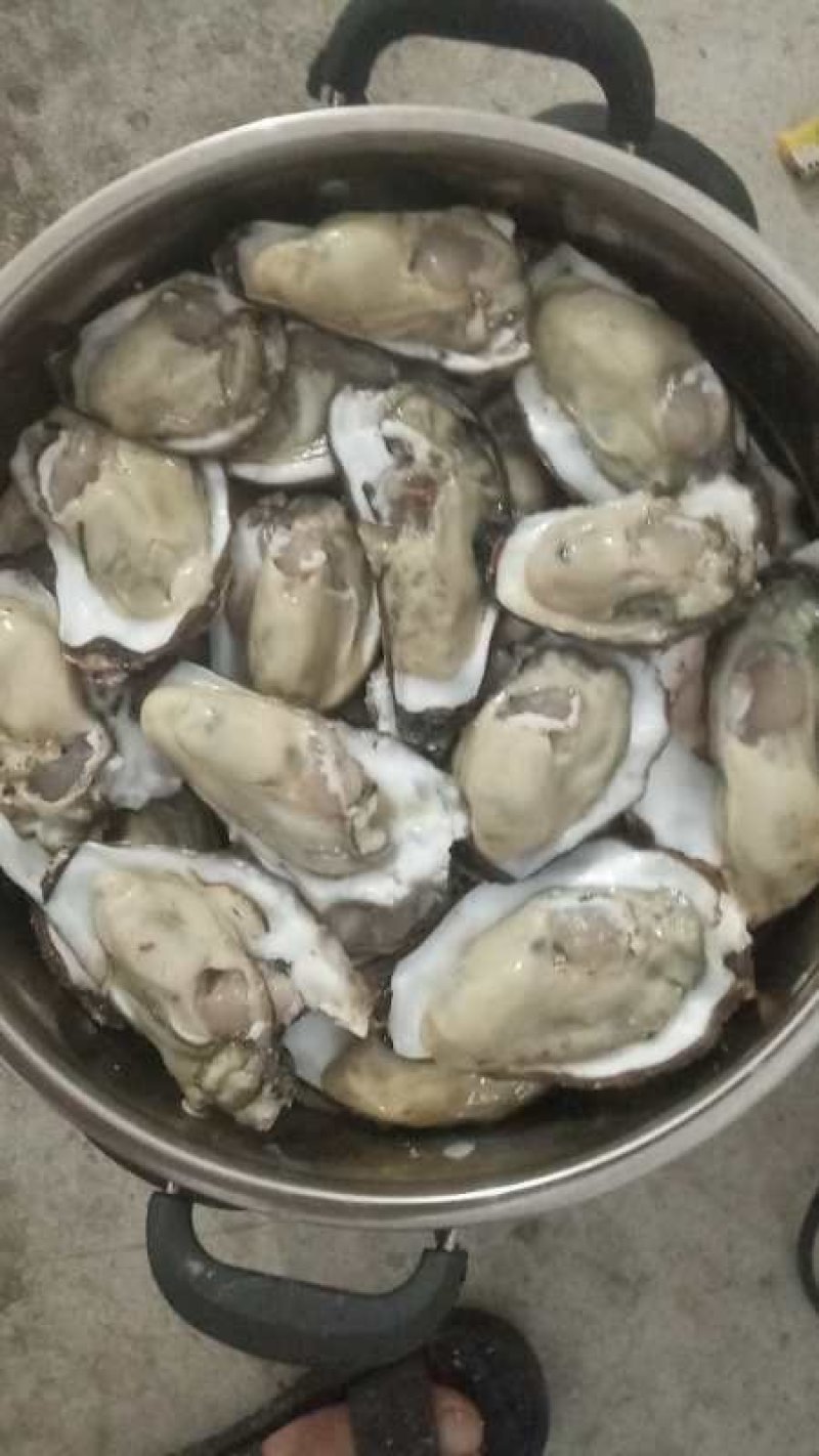 乳山生蚝牡蛎新鲜带壳【2-3两产地直发质量保证，适合烧