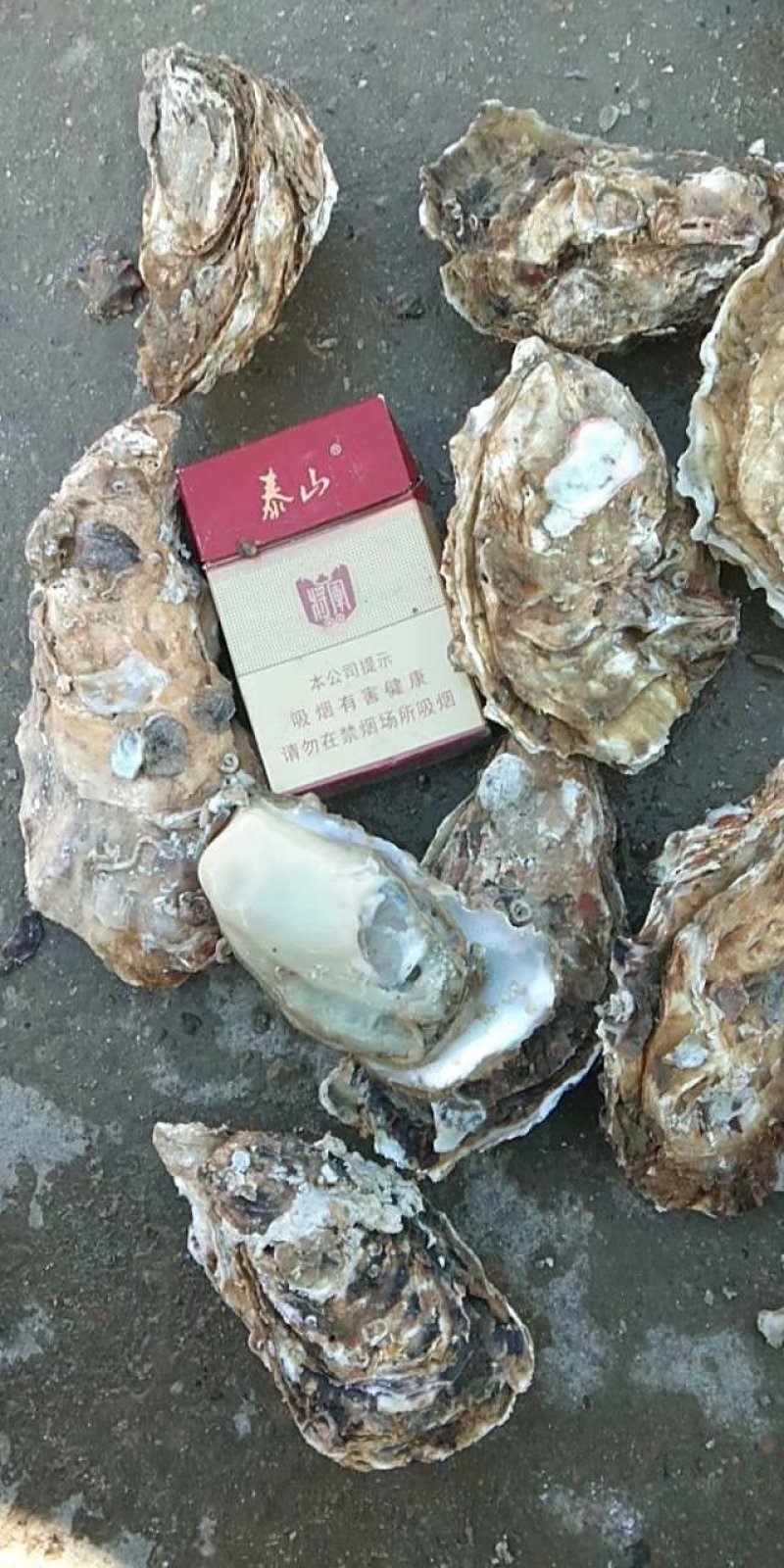 乳山生蚝牡蛎新鲜带壳【2-3两产地直发质量保证，适合烧