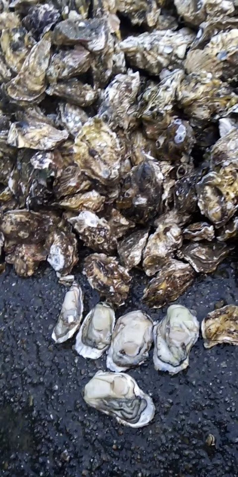 乳山生蚝牡蛎新鲜带壳【2-3两产地直发质量保证，适合烧