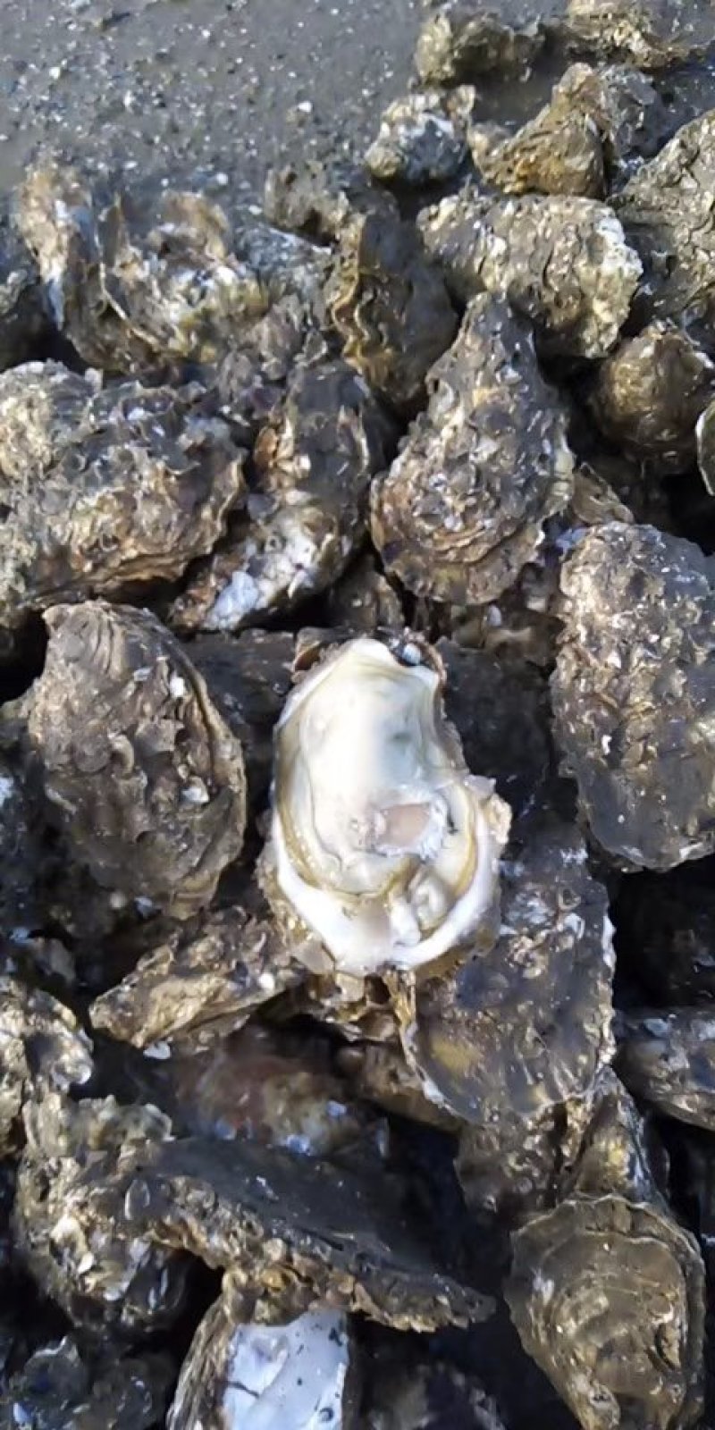 乳山生蚝牡蛎新鲜带壳【2-3两产地直发质量保证，适合烧