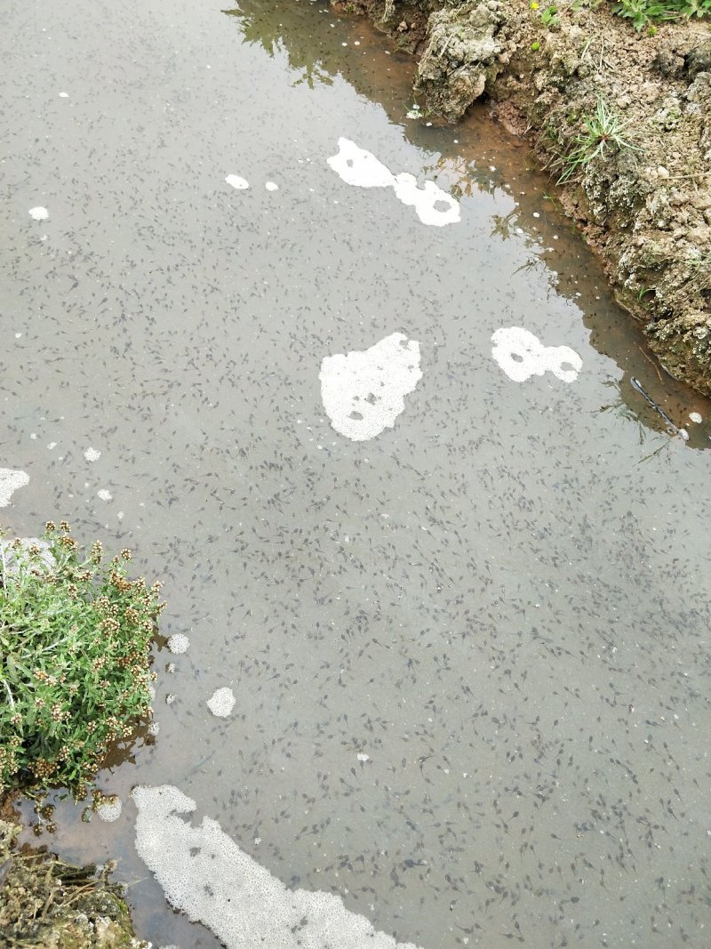 青蛙苗